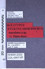 Etiketten zu Ryukyucardiophorus maculatus (Platia, 2018) (NHMW-ZOO-COL-0007101)